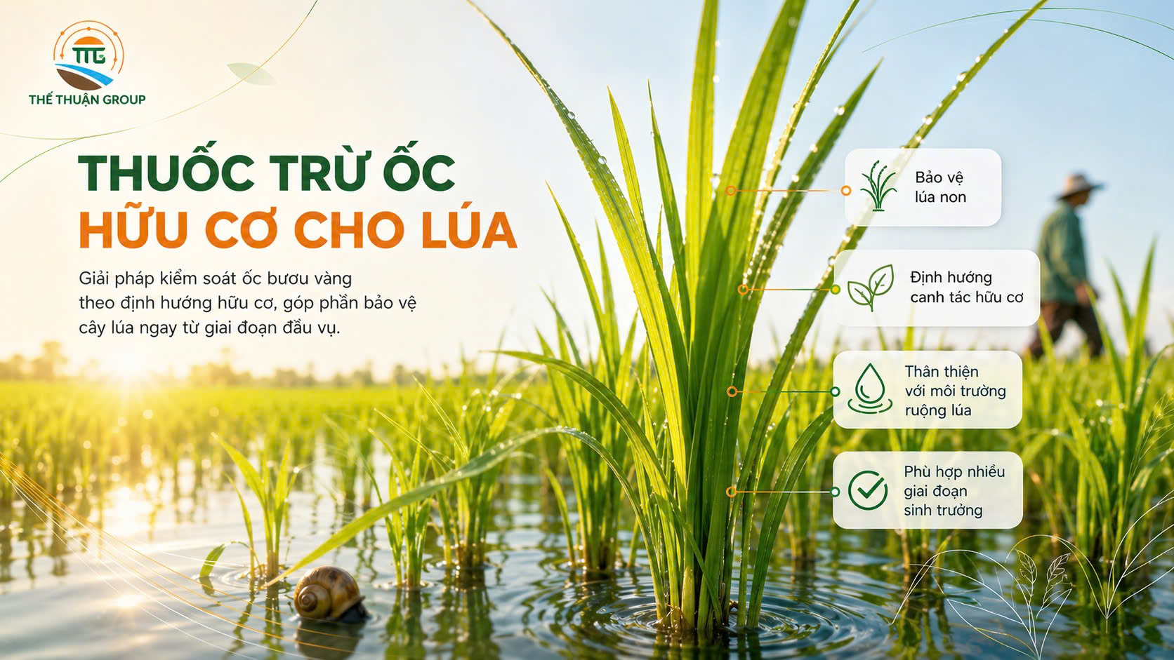 Thuốc trừ ốc hữu cơ cho lúa