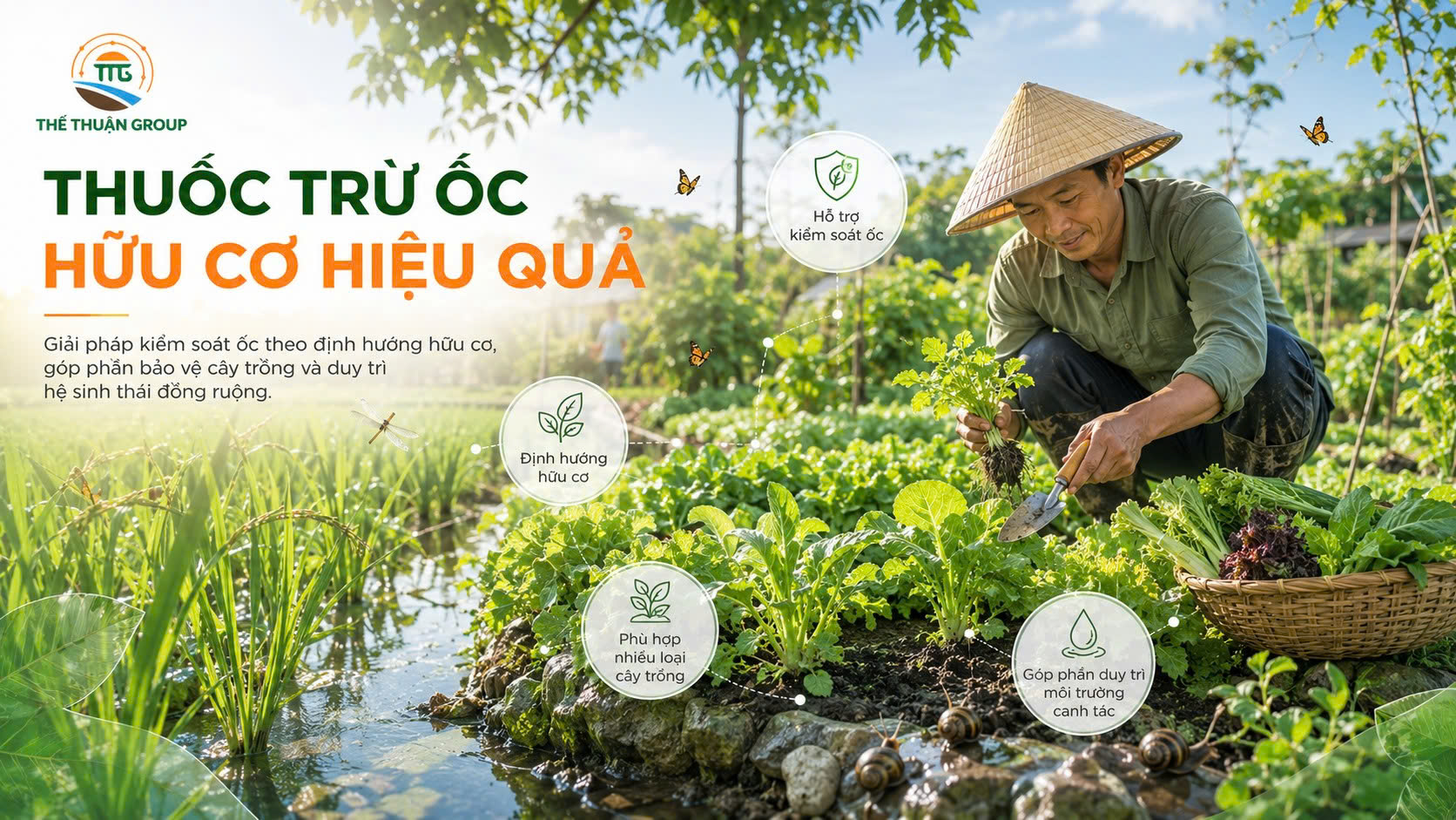Thuốc trừ ốc hữu cơ hiệu quả