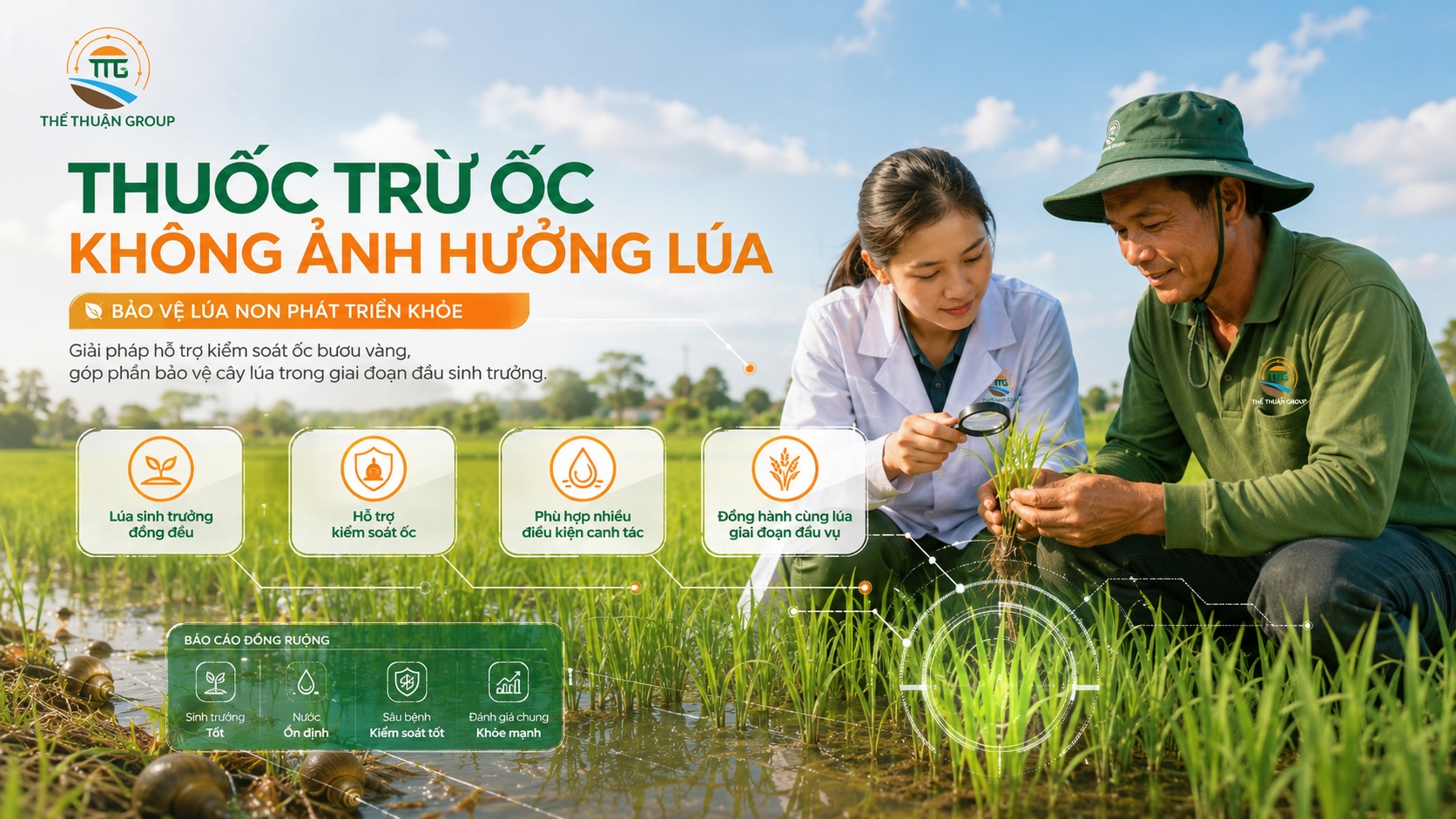 Thuốc trừ ốc không ảnh hưởng lúa