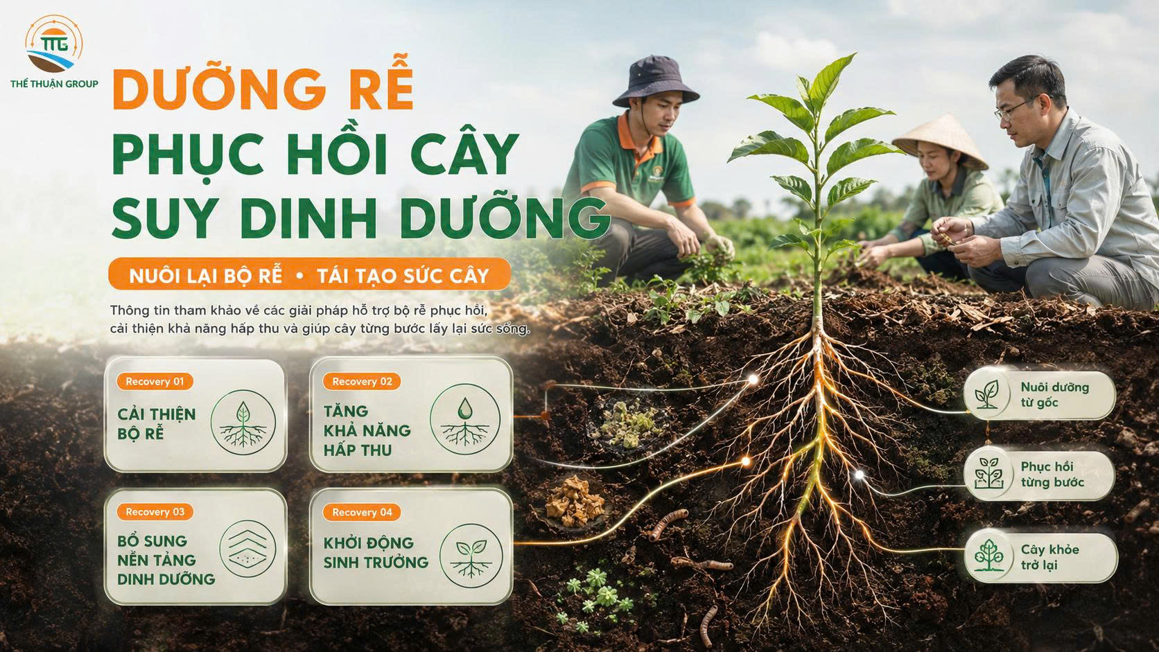 Dưỡng rễ phục hồi cây suy dinh dưỡng Dưỡng rễ phục hồi cây suy dinh dưỡng