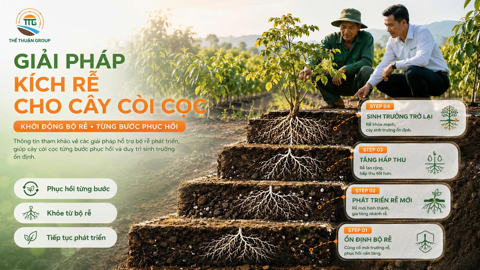 Giải pháp kích rễ cho cây còi cọc