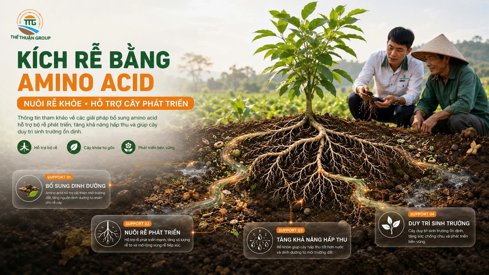 Kích rễ bằng amino acid