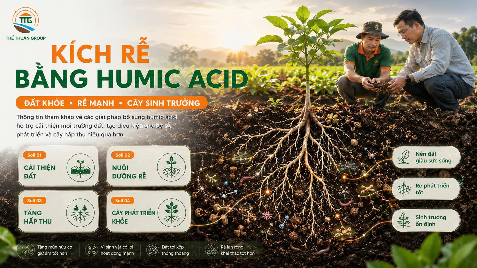 Kích rễ bằng humic acid