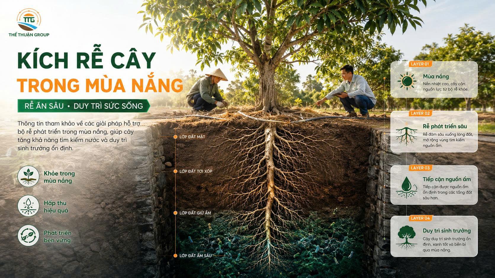 Kích rễ cây trong mùa nắng
