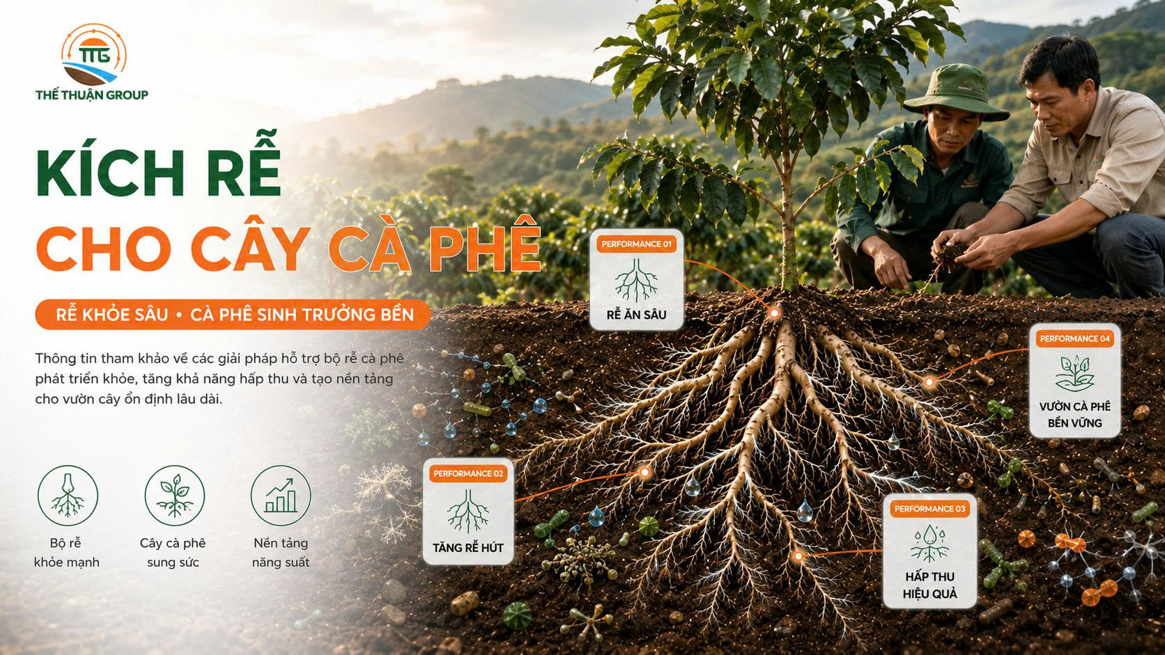 Kích rễ cho cây cà phê Kích rễ cho cây cà phê