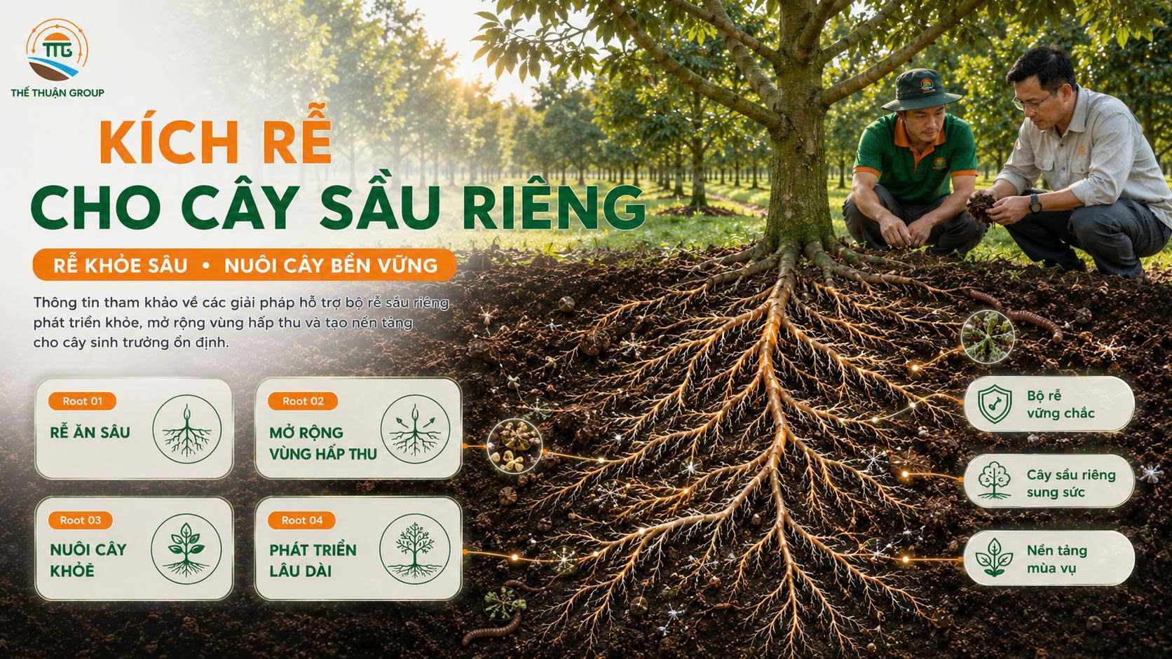 Kích rễ cho cây sầu riêng Kích rễ cho cây sầu riêng