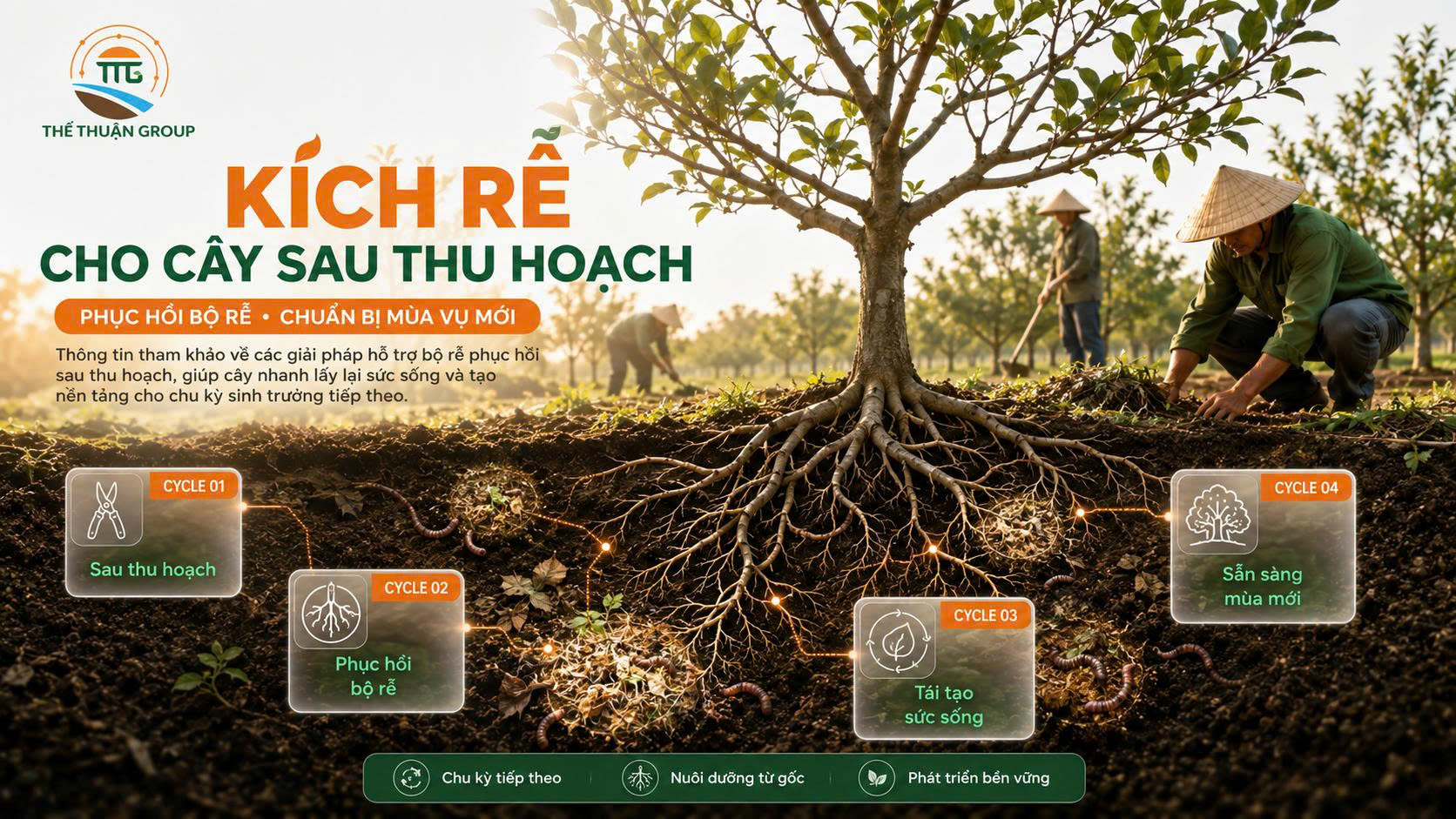 Kích rễ cho cây sau thu hoạch Kích rễ cho cây sau thu hoạch