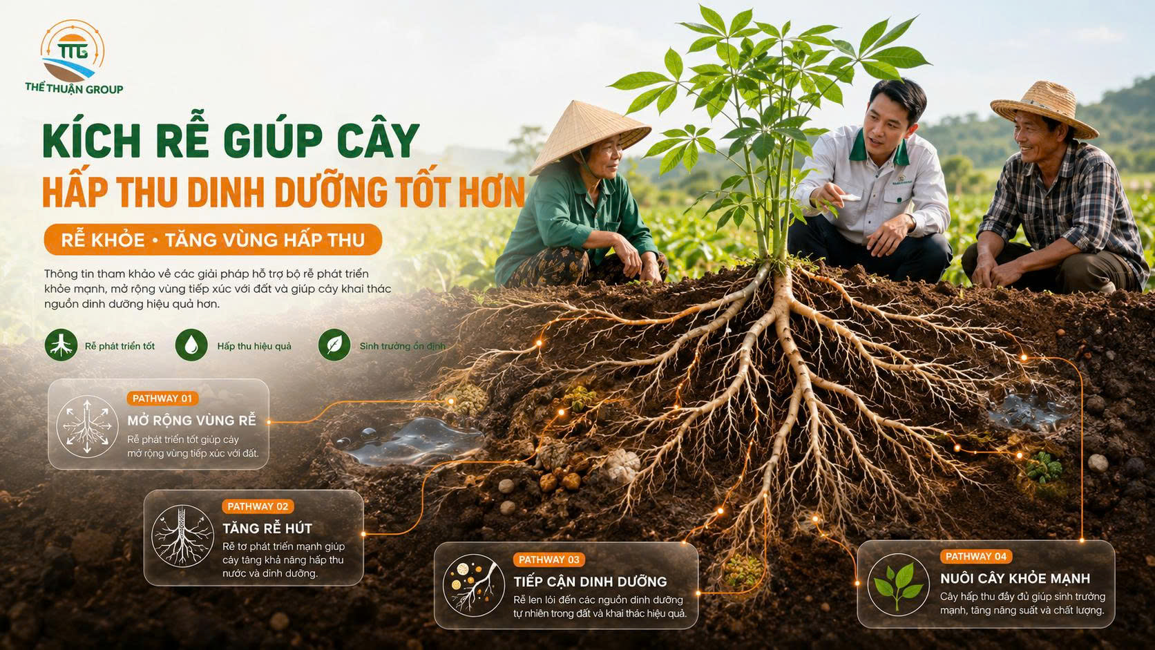 Kích rễ giúp cây hấp thu dinh dưỡng tốt hơn Kích rễ giúp cây hấp thu dinh dưỡng tốt hơn