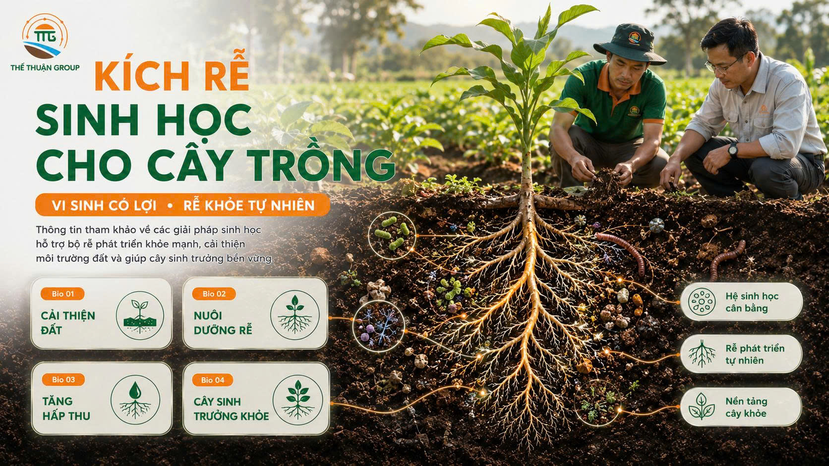 Kích rễ sinh học cho cây trồng Kích rễ sinh học cho cây trồng