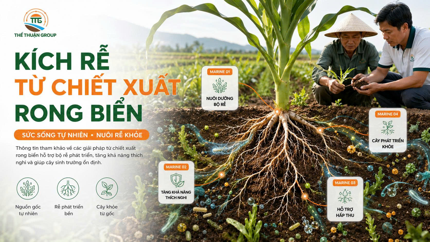 Kích rễ từ chiết xuất rong biển Kích rễ từ chiết xuất rong biển