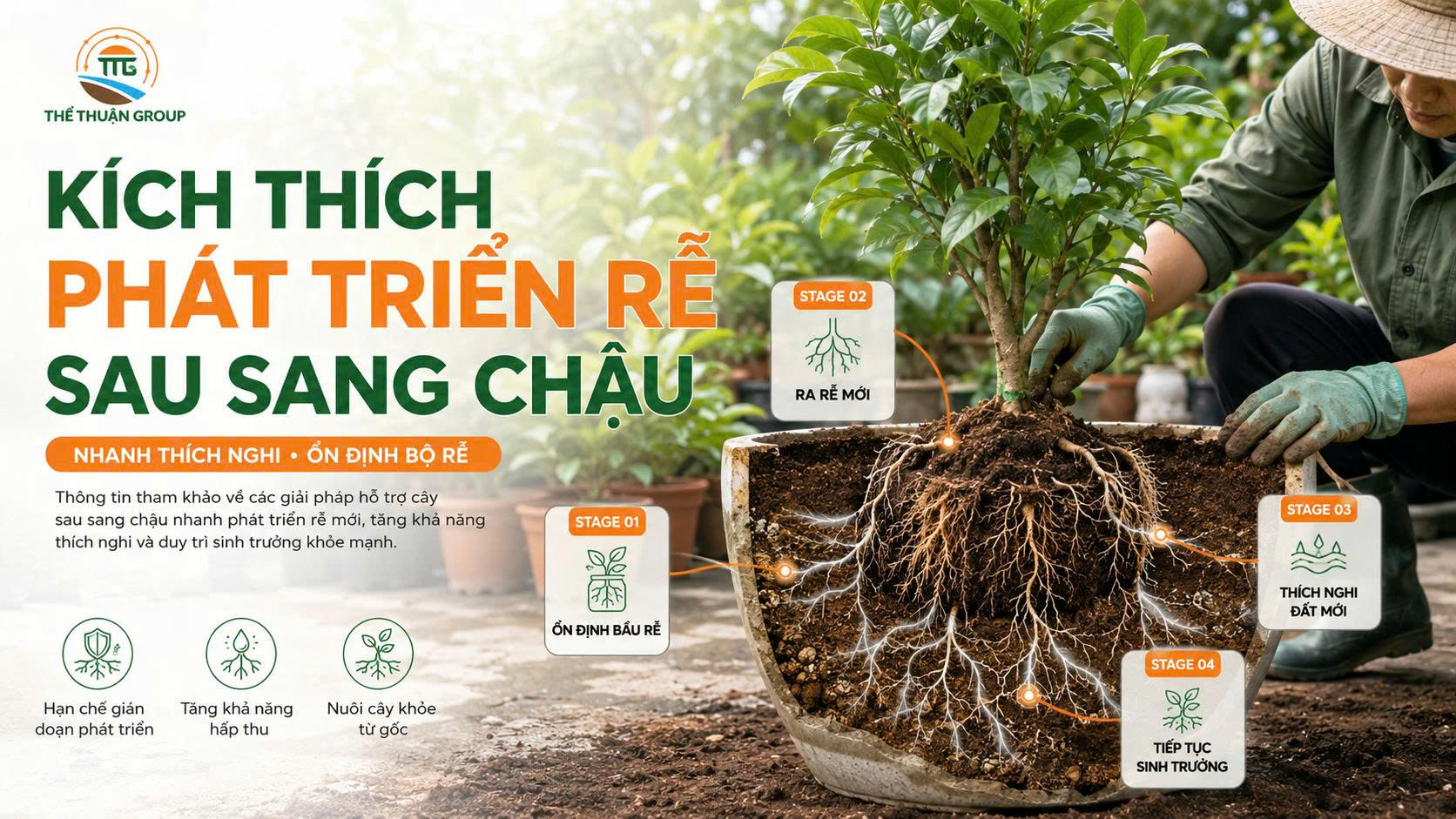 Kích thích phát triển rễ sau sang chậu Kích thích phát triển rễ sau sang chậu