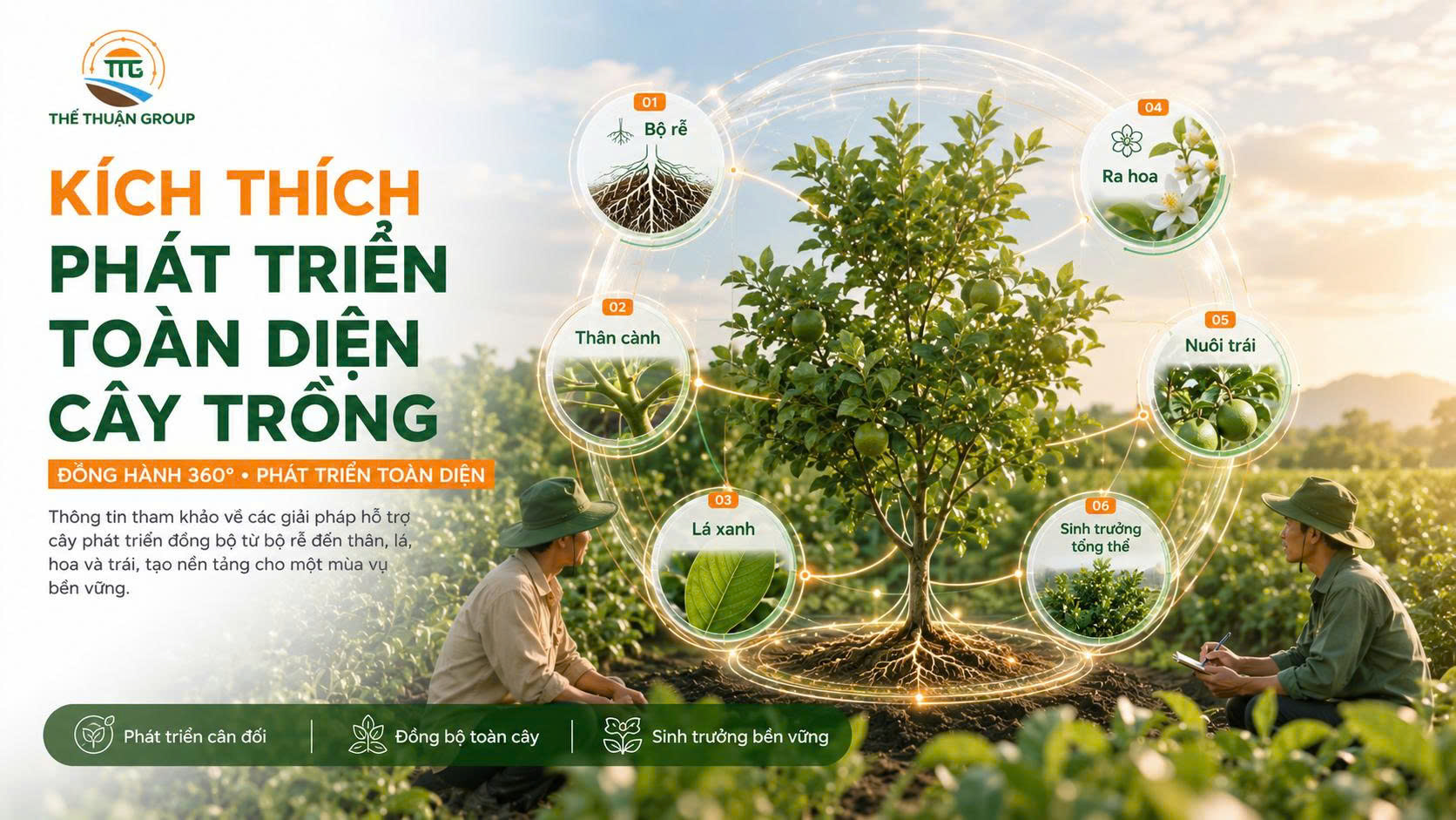 Kích thích phát triển toàn diện cây trồng
