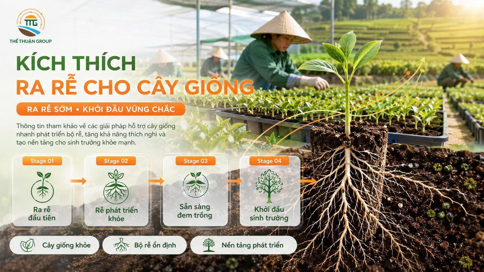 Kích thích ra rễ cho cây giống