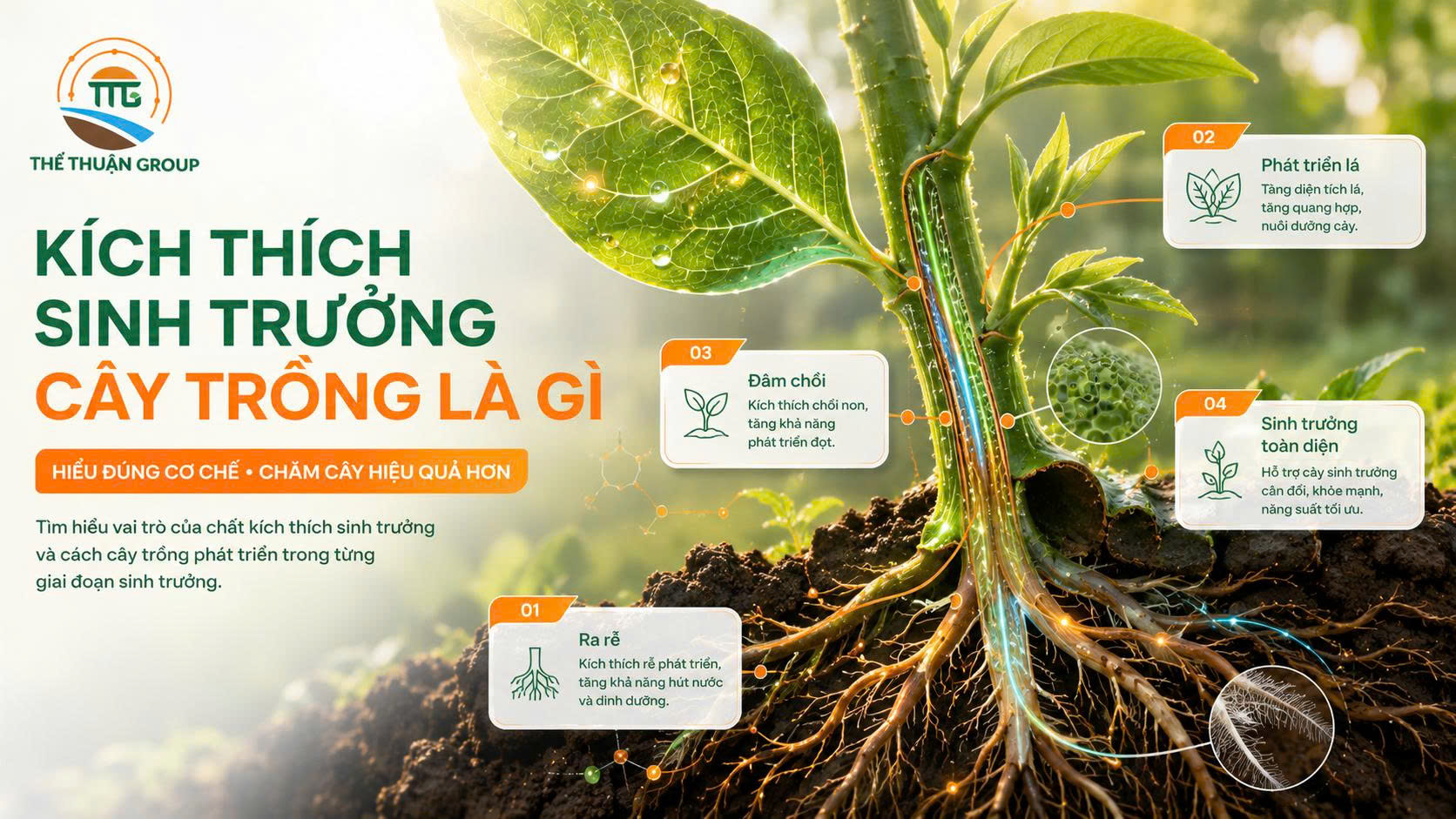 Kích thích sinh trưởng cây trồng là gì Kích thích sinh trưởng cây trồng là gì