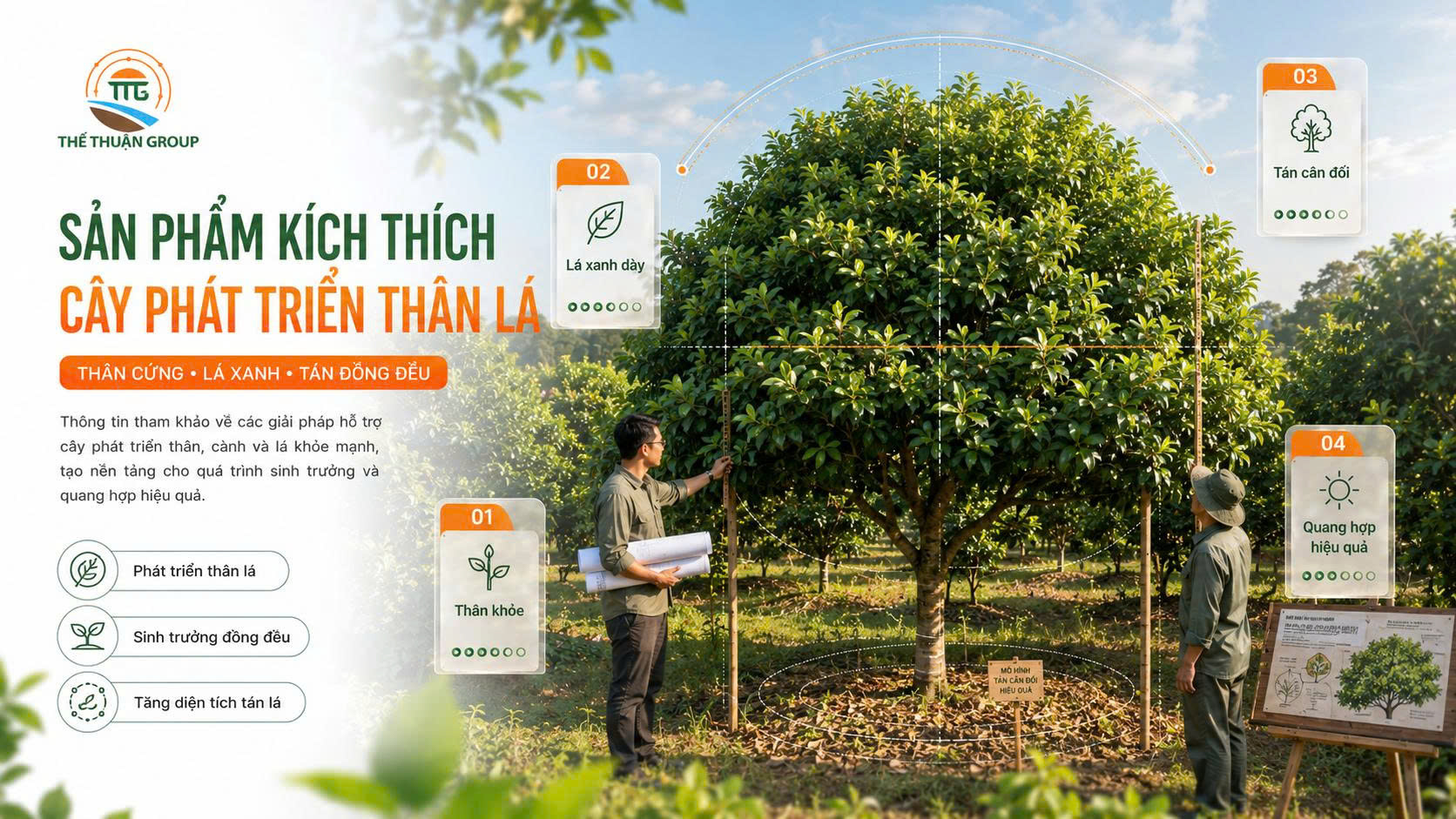 Sản phẩm kích thích cây phát triển thân lá Sản phẩm kích thích cây phát triển thân lá