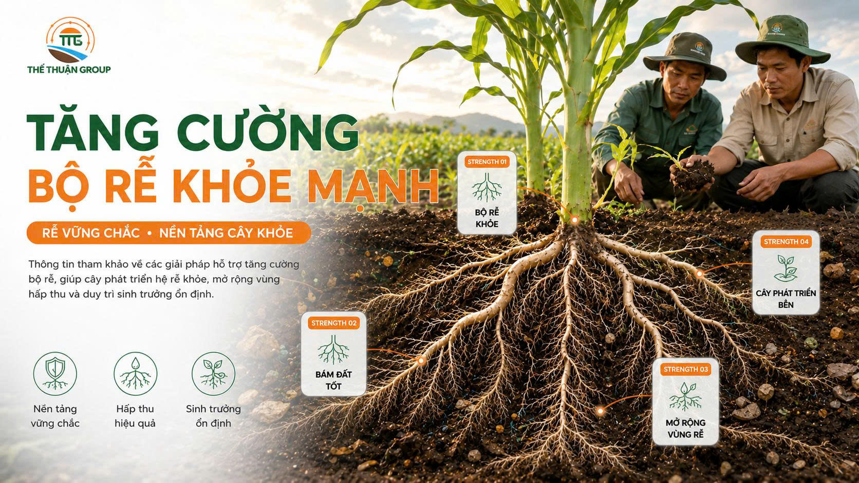 Tăng cường bộ rễ khỏe mạnh Tăng cường bộ rễ khỏe mạnh