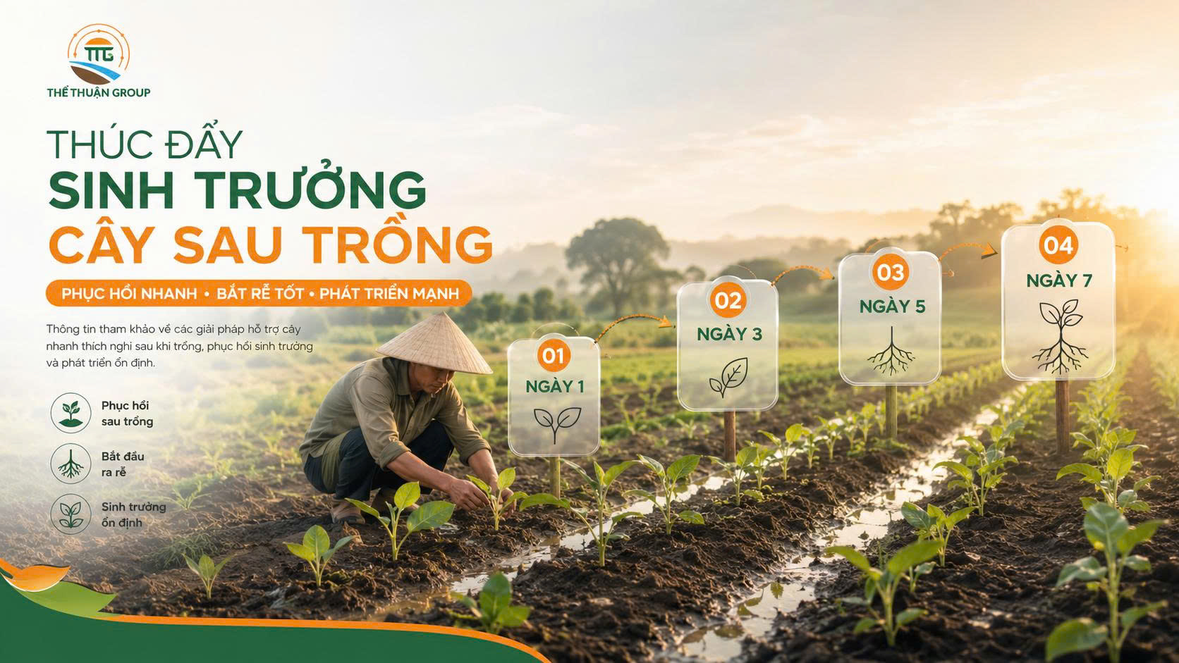 Thúc đẩy sinh trưởng cây sau trồng Thúc đẩy sinh trưởng cây sau trồng