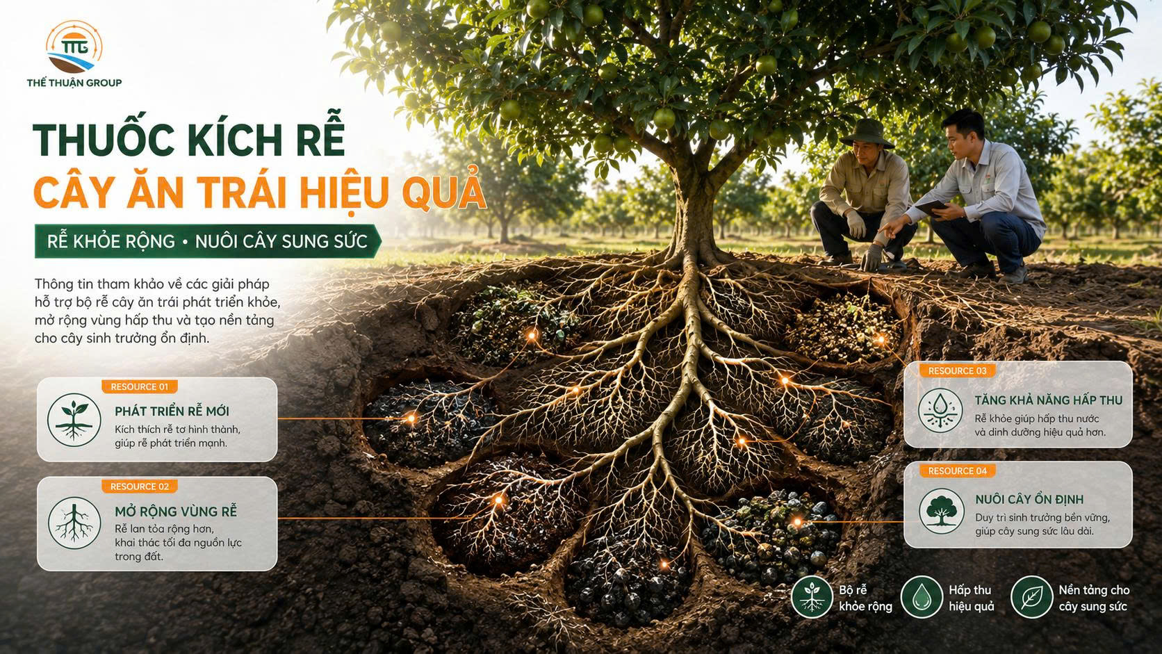 Thuốc kích rễ cây ăn trái hiệu quả Thuốc kích rễ cây ăn trái hiệu quả