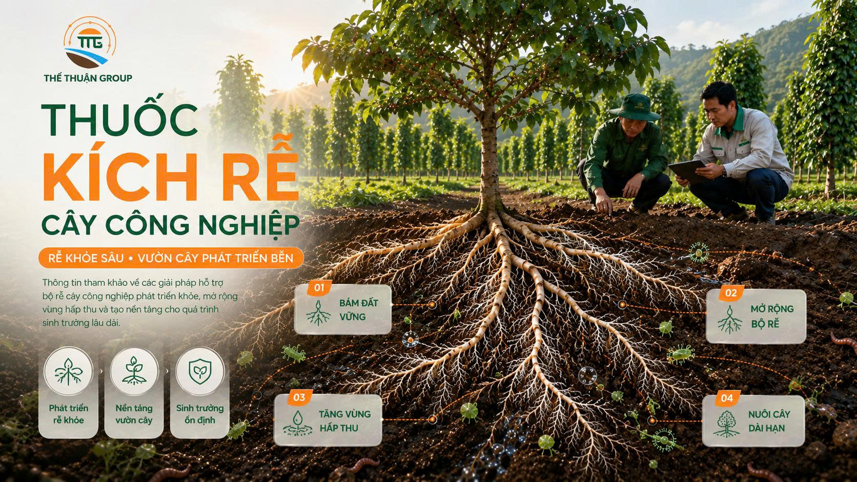 Thuốc kích rễ cây công nghiệp Thuốc kích rễ cây công nghiệp