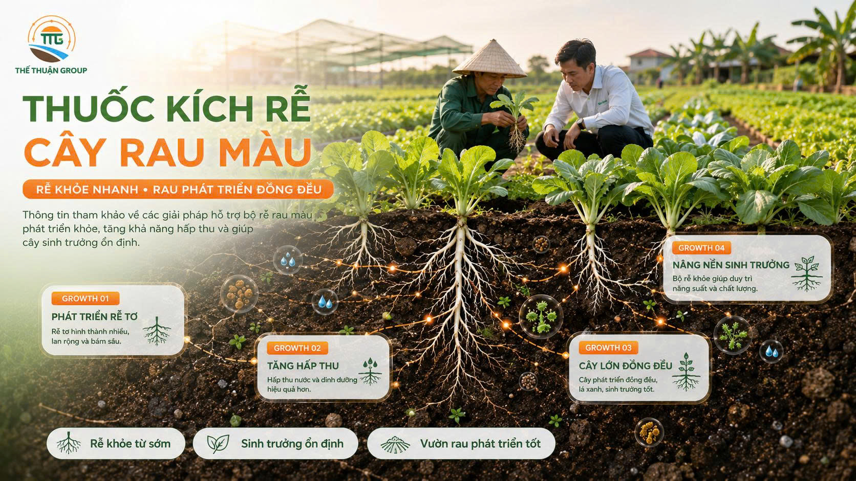 Thuốc kích rễ cây rau màu Thuốc kích rễ cây rau màu