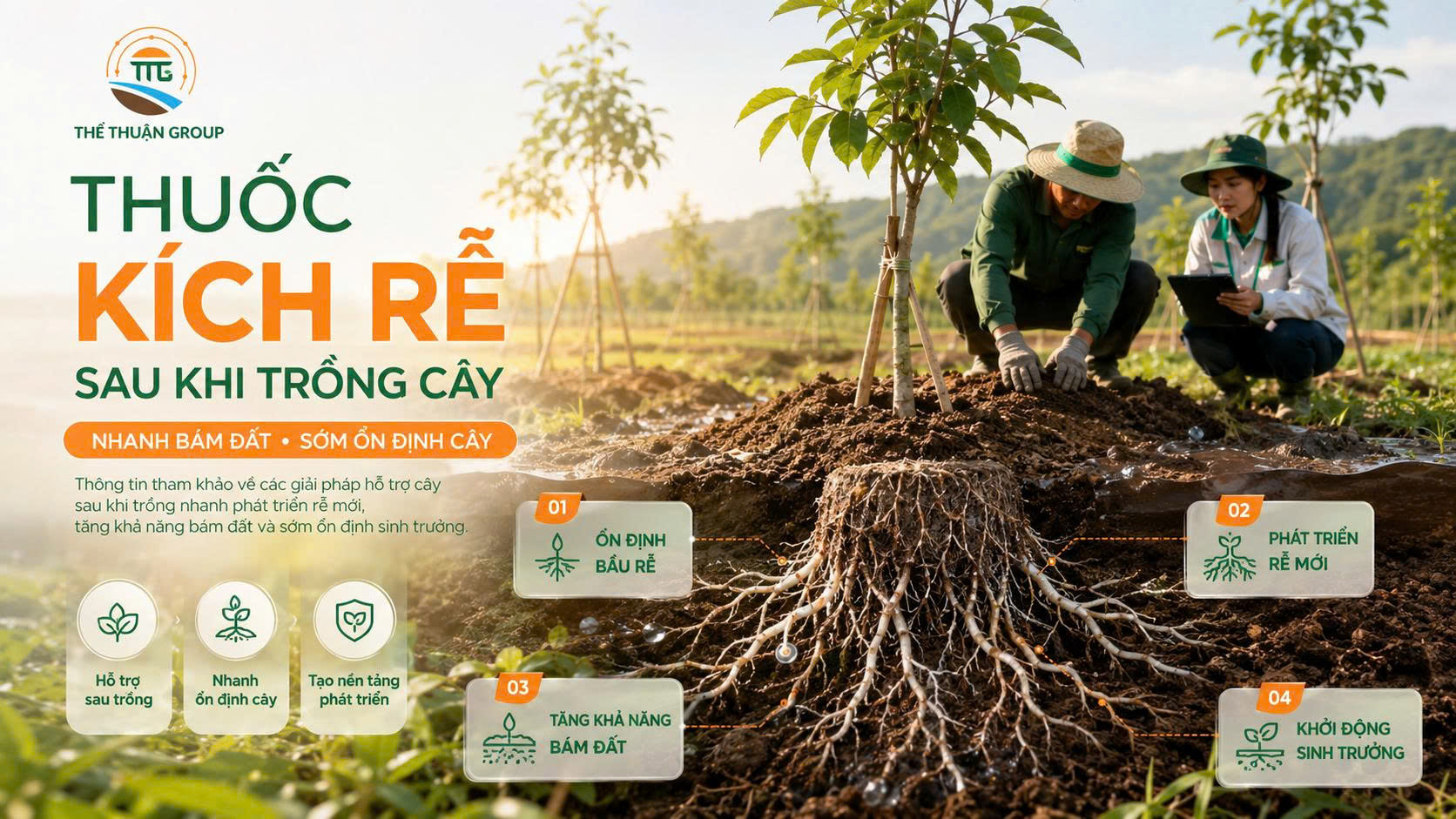 Thuốc kích rễ sau khi trồng cây Thuốc kích rễ sau khi trồng cây