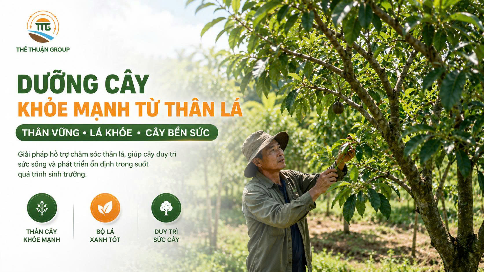 Dưỡng cây khỏe mạnh từ thân lá