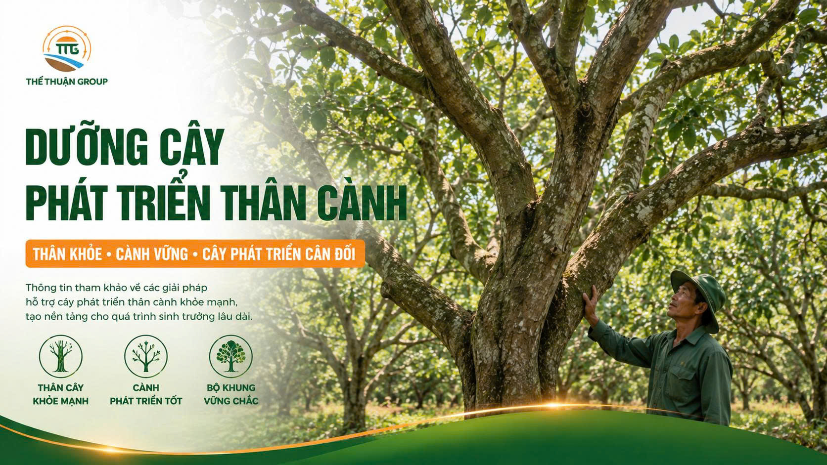 Dưỡng cây phát triển thân cành Dưỡng cây phát triển thân cành