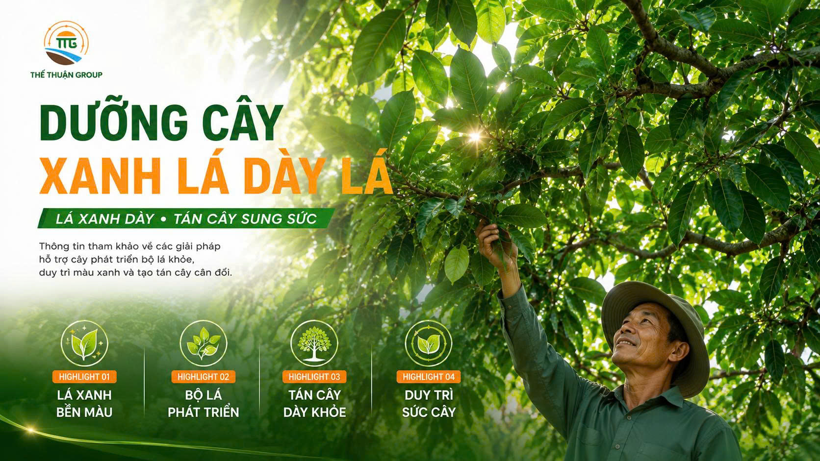 Dưỡng cây xanh lá dày lá Dưỡng cây xanh lá dày lá