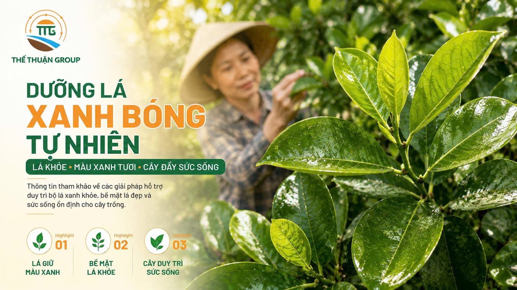 Dưỡng lá xanh bóng tự nhiên