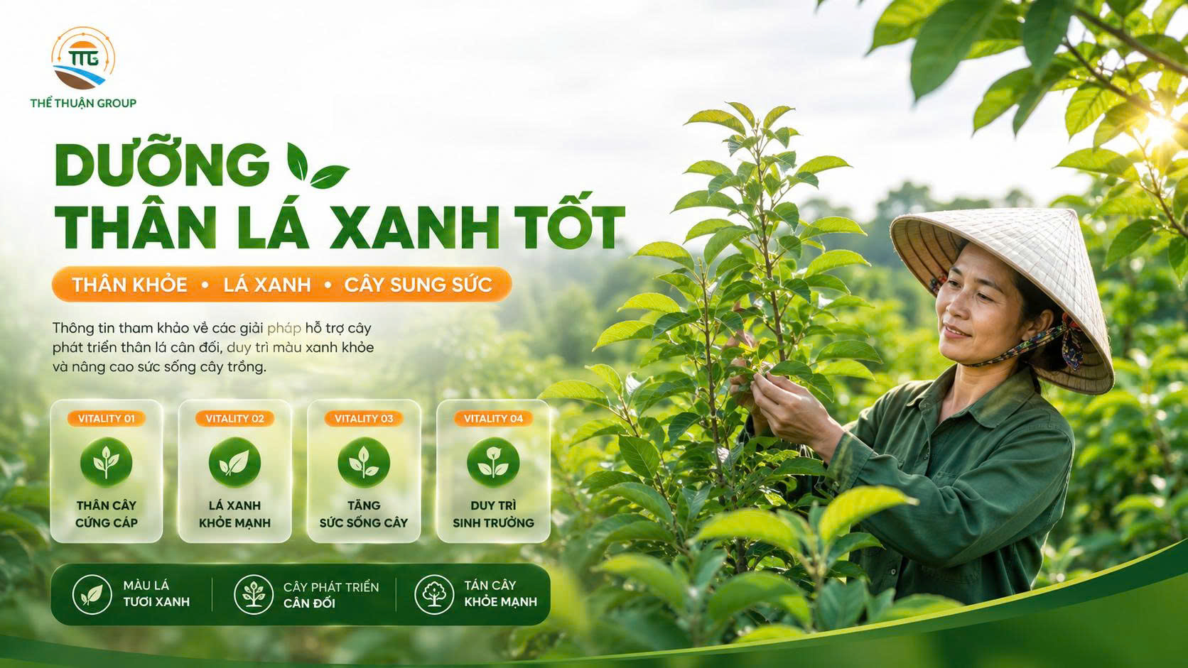 Dưỡng thân lá xanh tốt Dưỡng thân lá xanh tốt