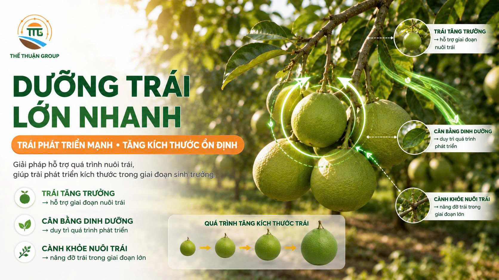 Dưỡng trái lớn nhanh Dưỡng trái lớn nhanh
