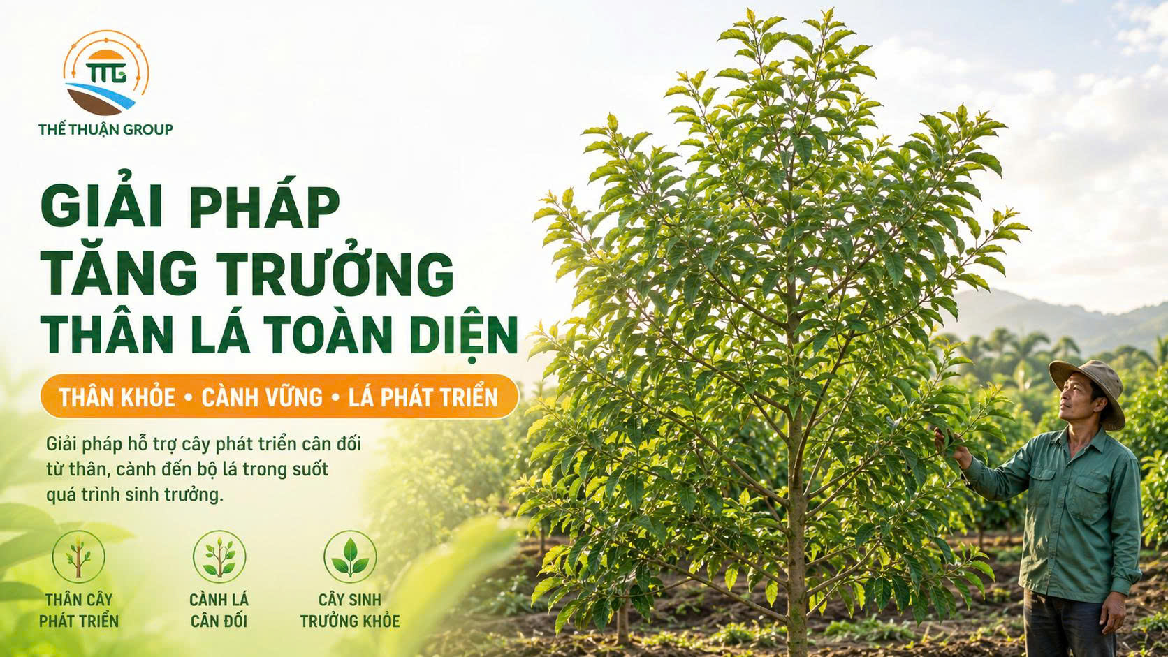 Giải pháp tăng trưởng thân lá toàn diện Giải pháp tăng trưởng thân lá toàn diện