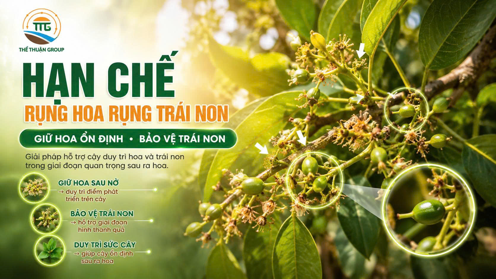 Hạn chế rụng hoa rụng trái non