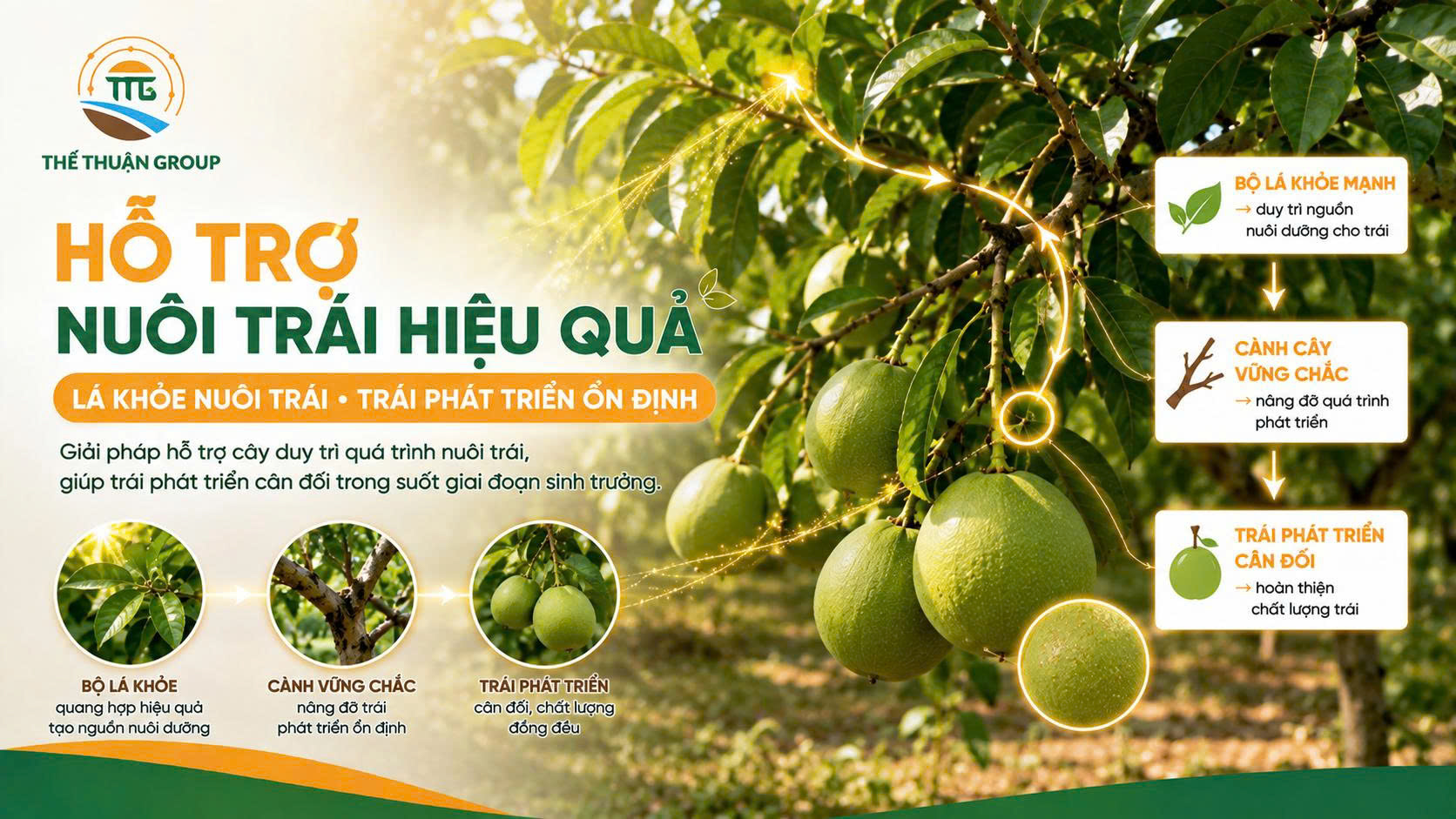Hỗ trợ nuôi trái hiệu quả Hỗ trợ nuôi trái hiệu quả