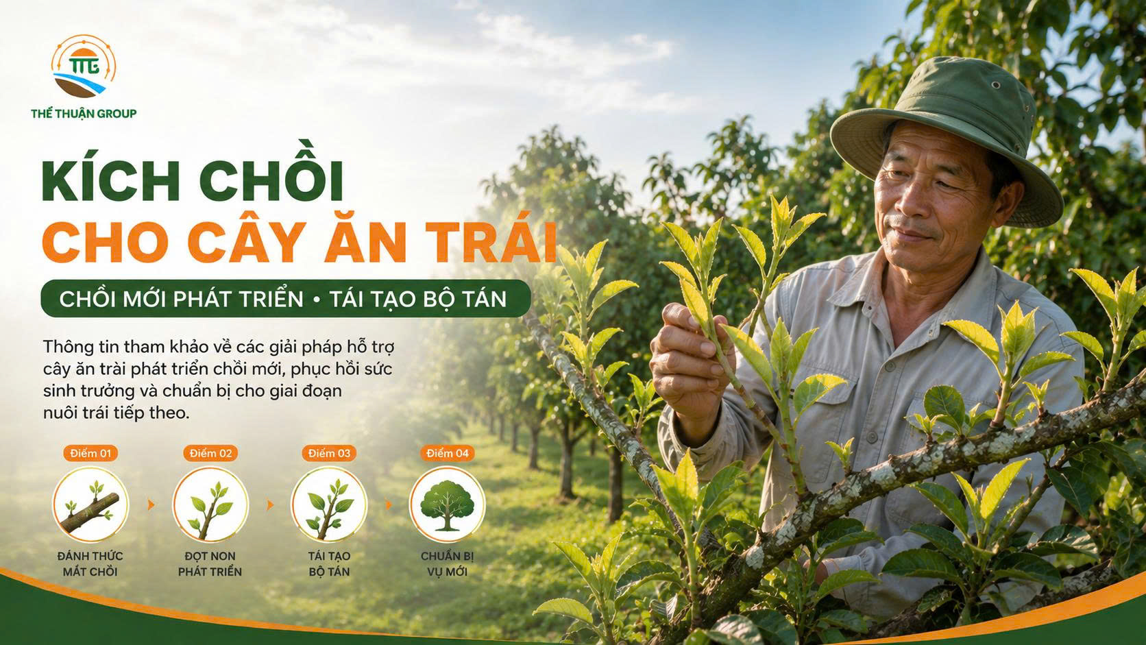 Kích chồi cho cây ăn trái Kích chồi cho cây ăn trái