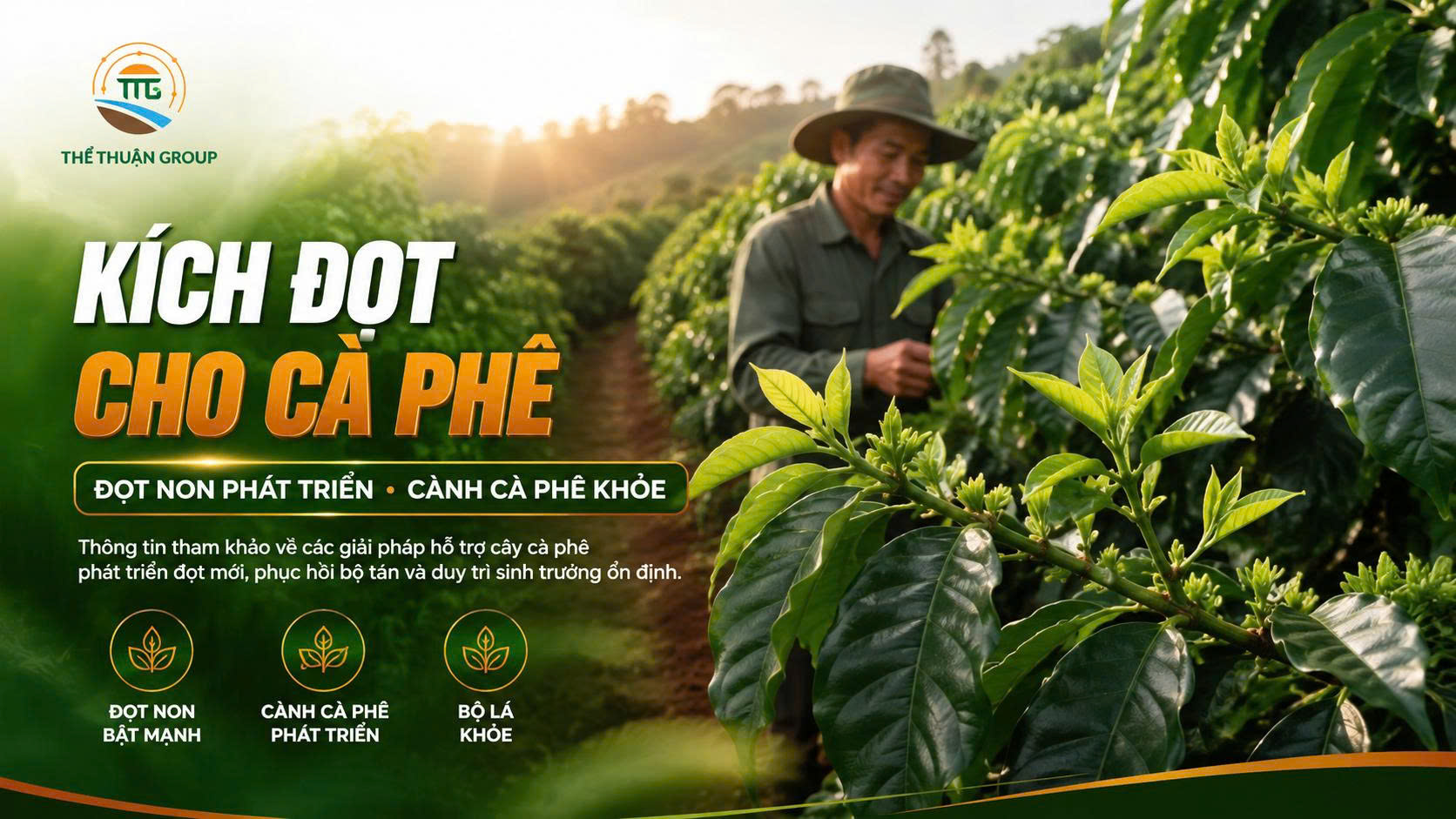 Kích đọt cho cà phê
