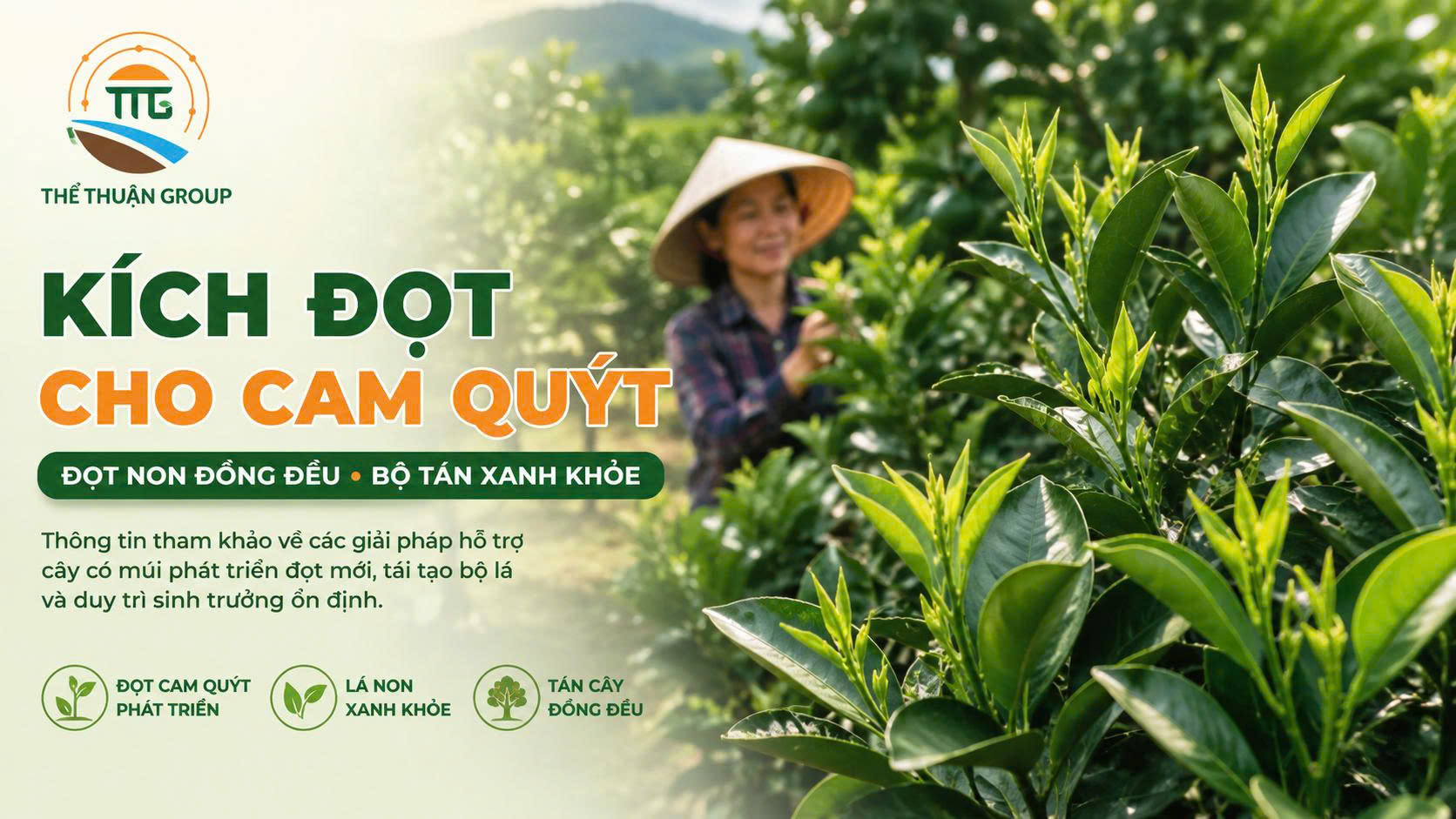 Kích đọt cho cam quýt