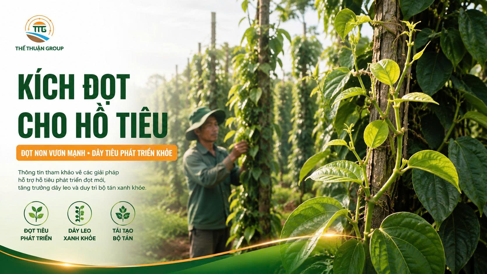 Kích đọt cho hồ tiêu