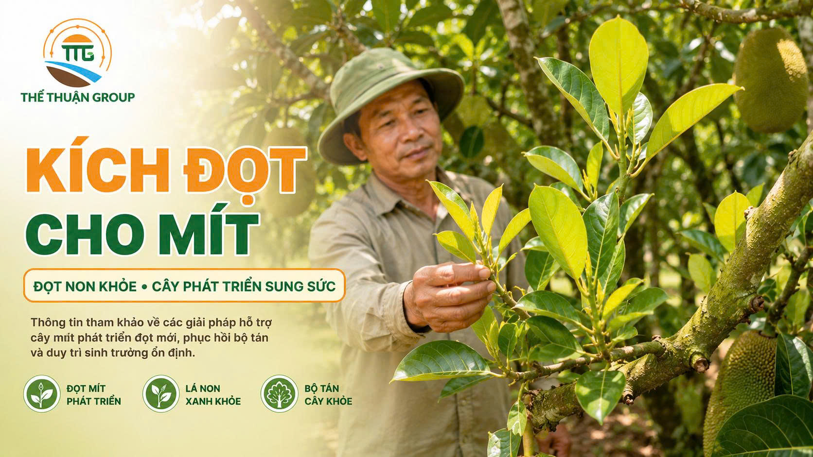 Kích đọt cho mít Kích đọt cho mít
