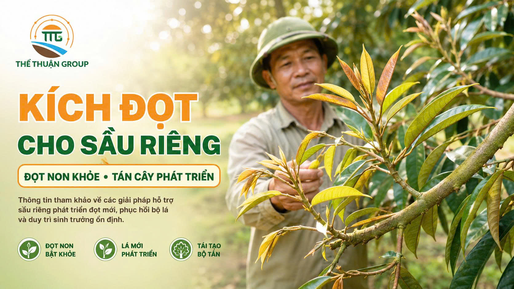 Kích đọt cho sầu riêng Kích đọt cho sầu riêng
