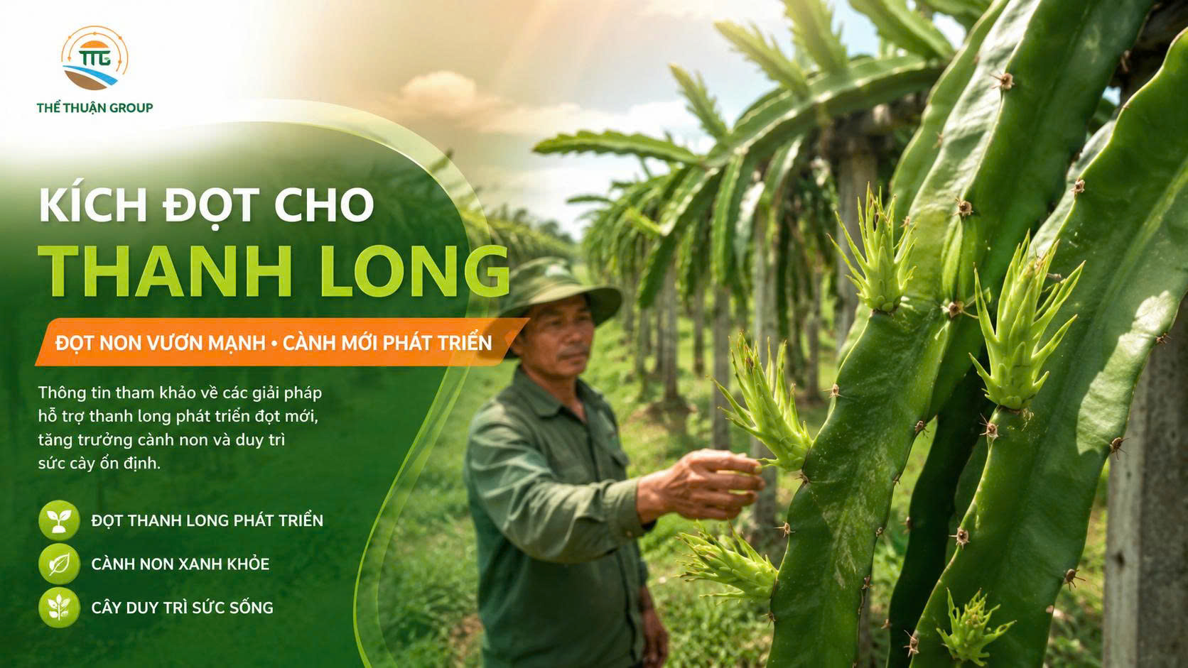 Kích đọt cho thanh long Kích đọt cho thanh long
