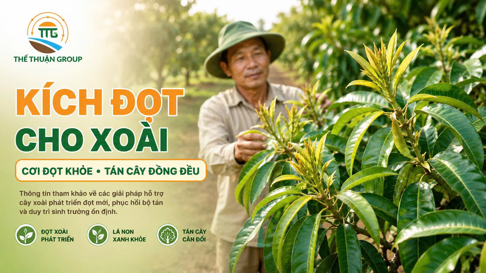 Kích đọt cho xoài Kích đọt cho xoài