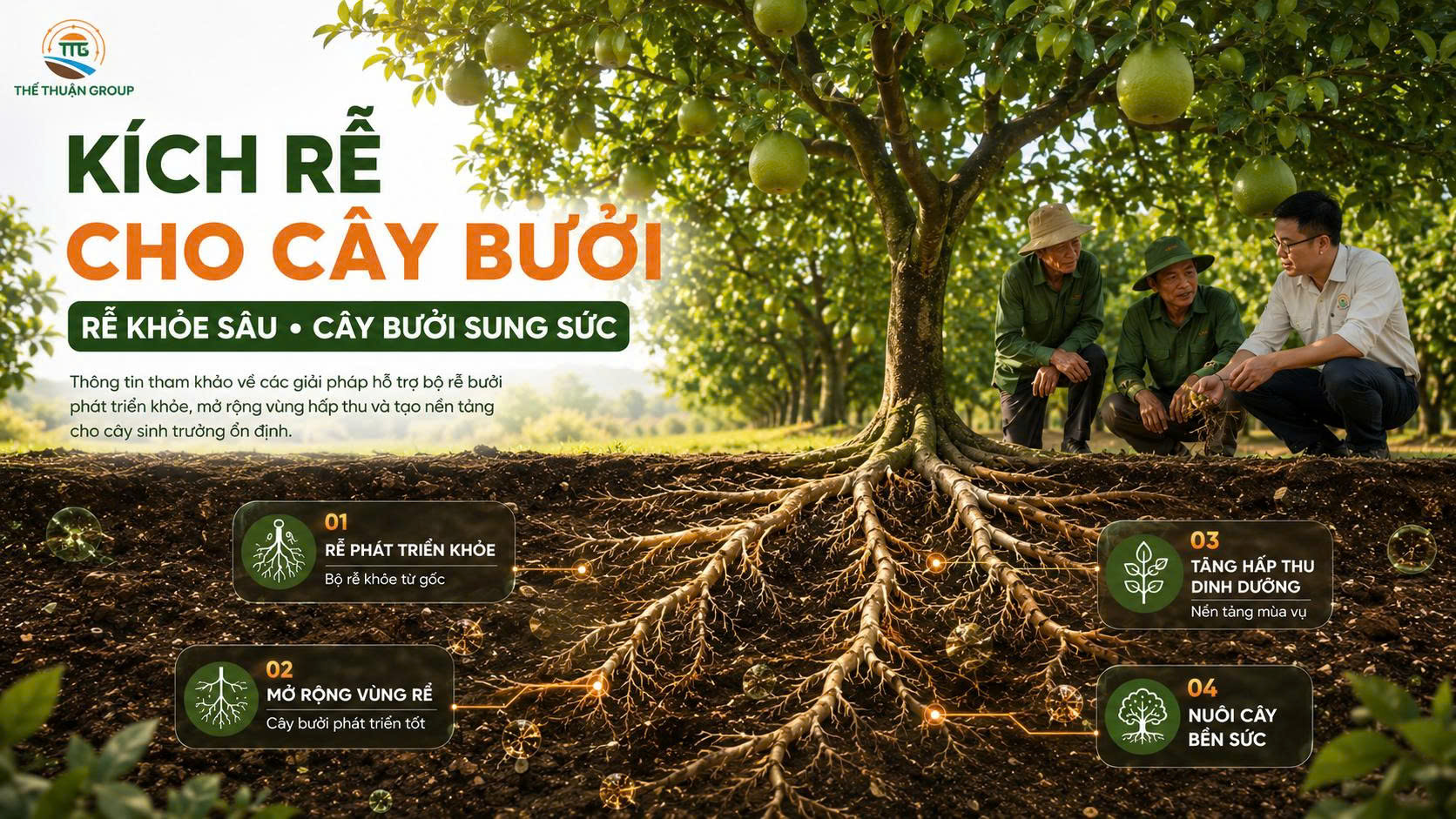 Kích rễ cho cây bưởi Kích rễ cho cây bưởi