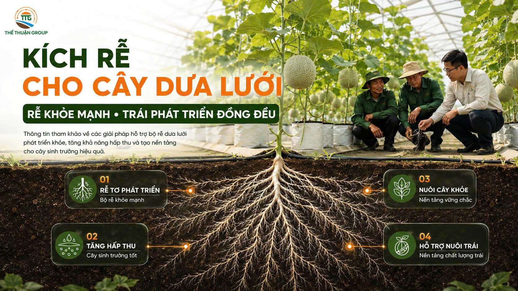 Kích rễ cho cây dưa lưới Kích rễ cho cây dưa lưới