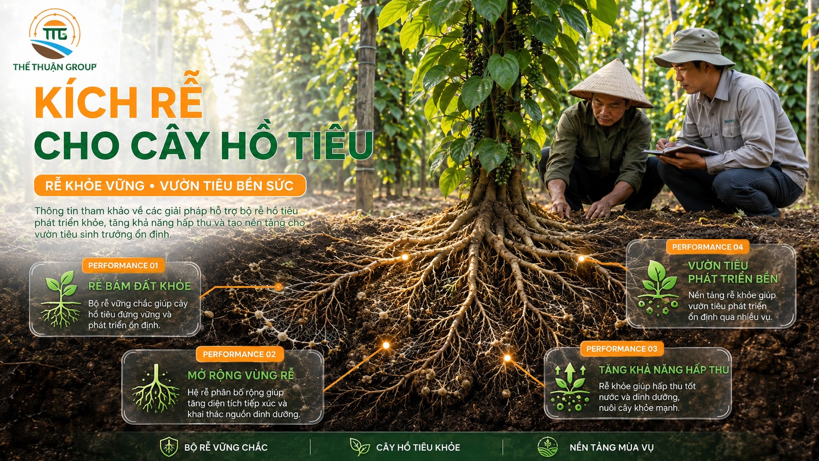 Kích rễ cho cây hồ tiêu Kích rễ cho cây hồ tiêu