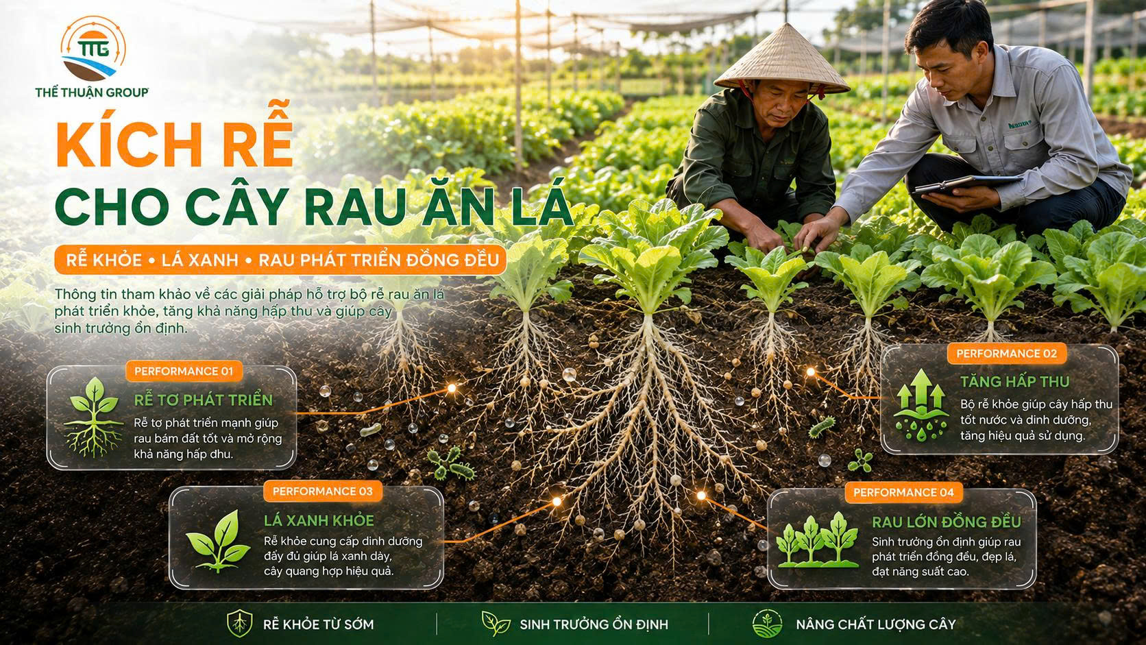 Kích rễ cho cây rau ăn lá Kích rễ cho cây rau ăn lá