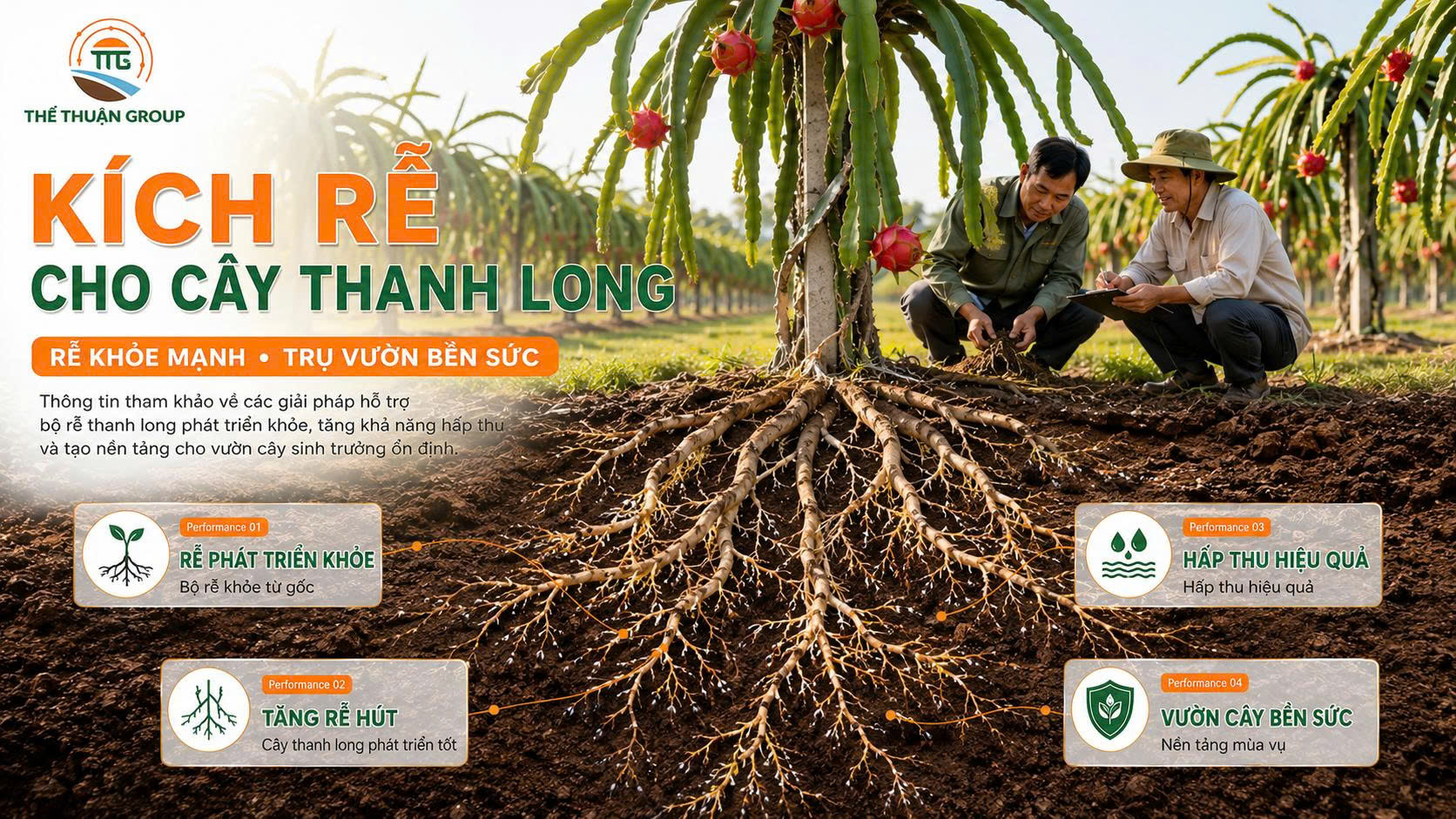 Kích rễ cho cây thanh long Kích rễ cho cây thanh long