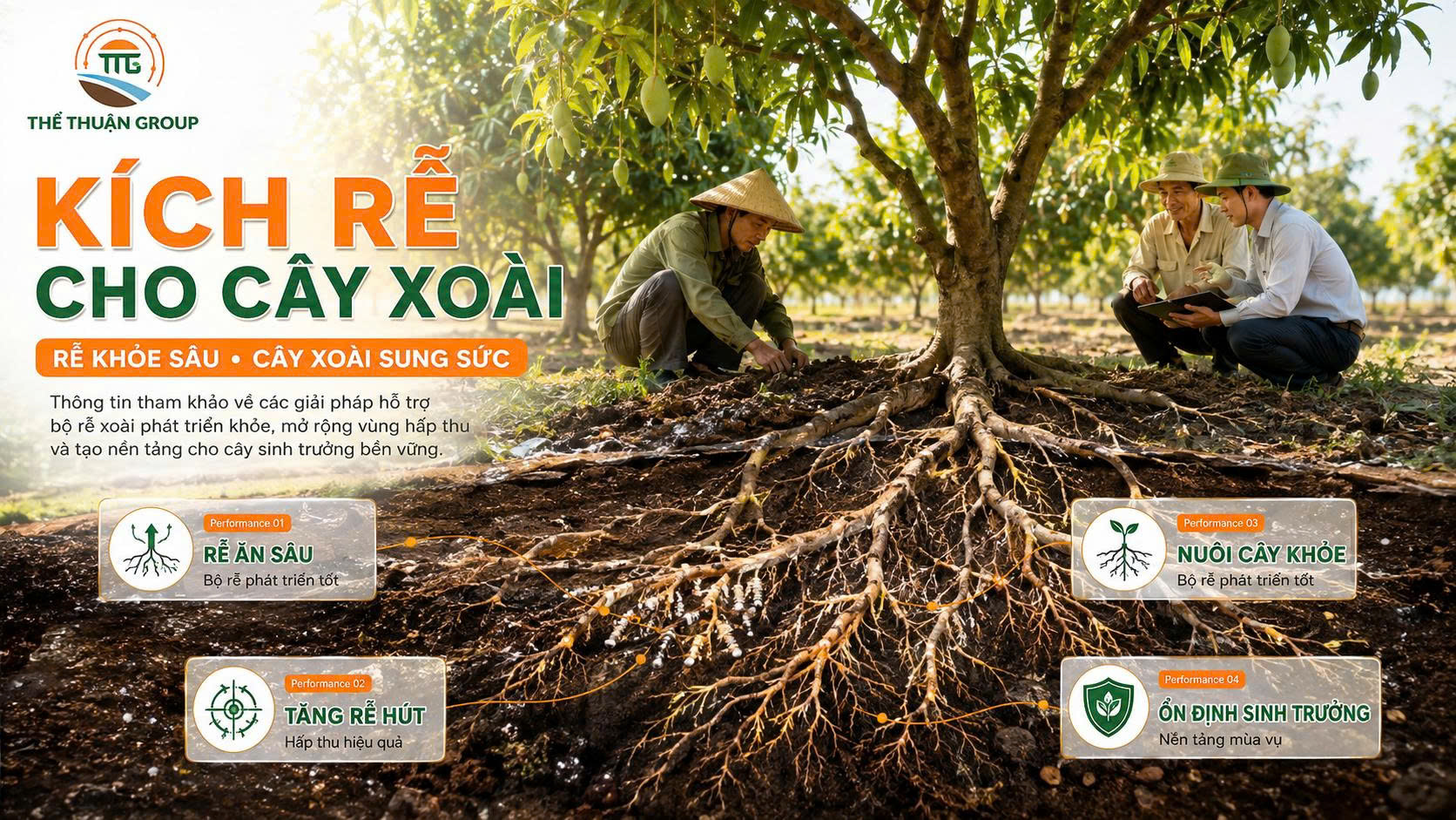 Kích rễ cho cây xoài
