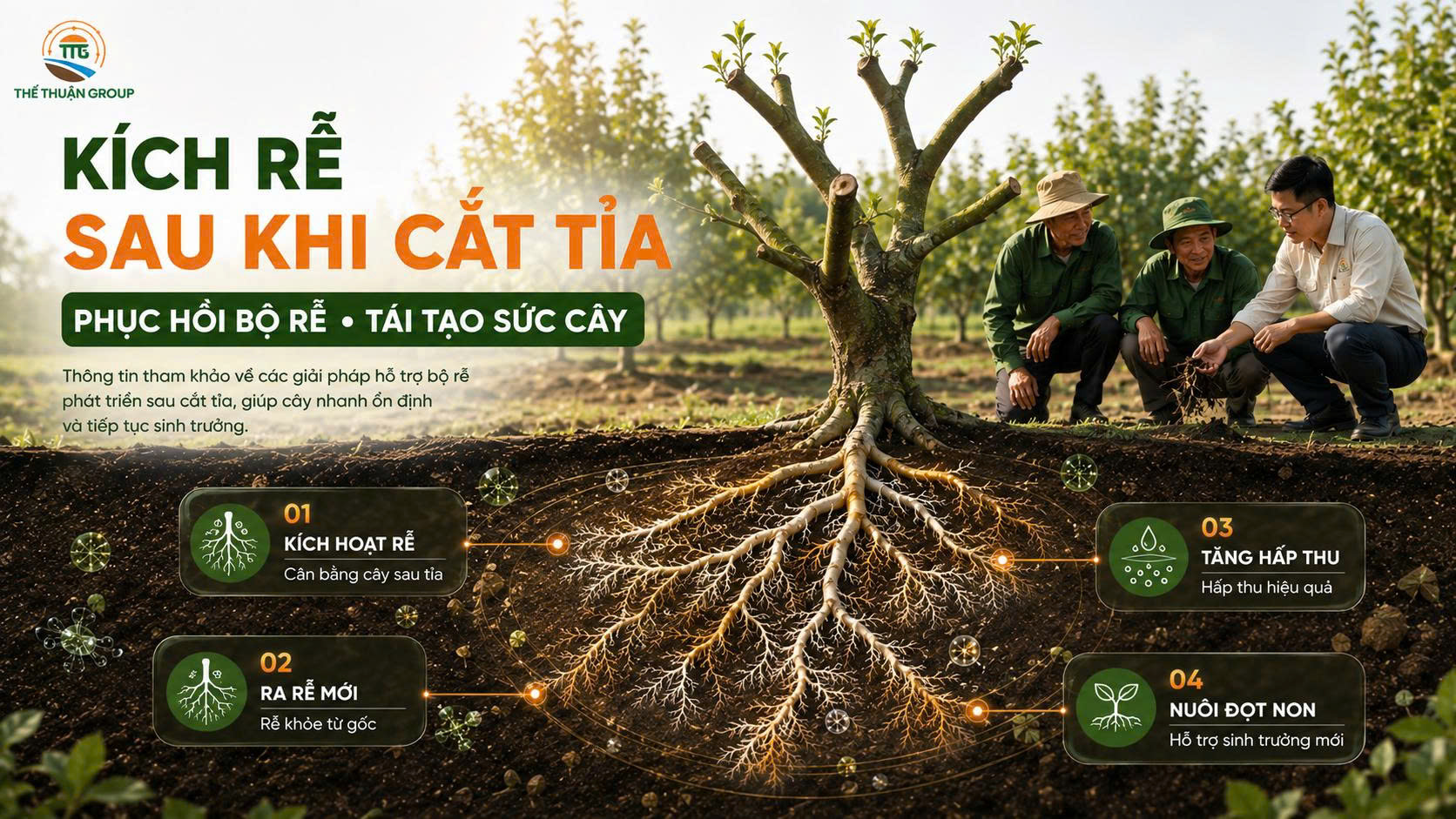 Kích rễ sau khi cắt tỉa Kích rễ sau khi cắt tỉa
