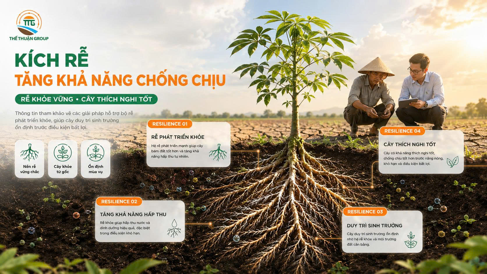 Kích rễ tăng khả năng chống chịu